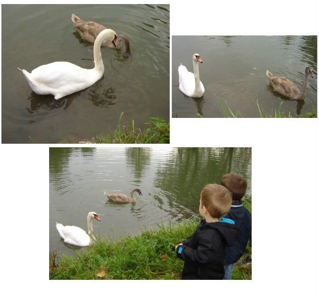 les cygnes
